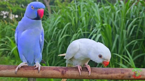Various colorful talking parrot 🦜