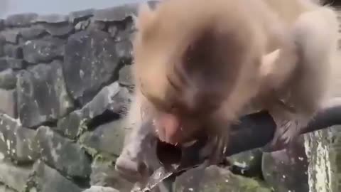 Monkey baby trying to drink water