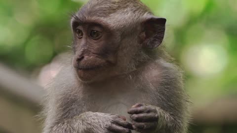 The crab-eating macaque