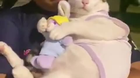 Don't touch my stuffed bunny 😿