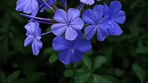 Natural flower