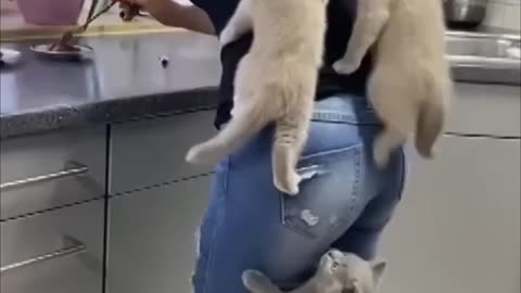 Kittens climb their mom as They couldn't wait for food