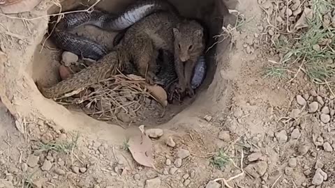 Snake in a Mongoose hole.