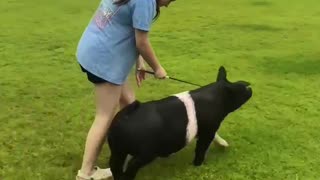 Swine training, Show Pigs are the best! Show pigs