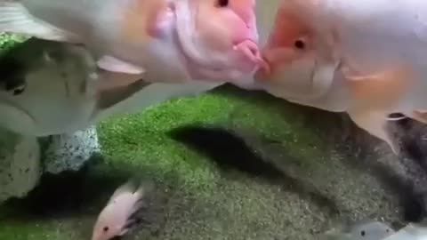 Two fishes kisses.. Awesome