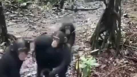 Baby chimps welcoming new members to the Liberian Chimp Rescue Sanctuary