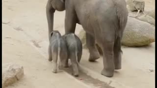 Elefanta com 2 filhotes lindos! Confere no vídeo.