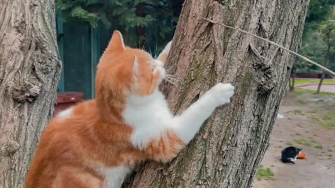 A cat trying to claim tree.