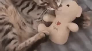 Cute Cat Gif