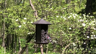 Rose breasted grosbeak song