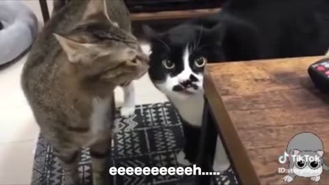 Cats talking !! these cats can speak english better than hooman