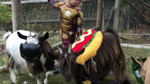 Avenger Goats And Hotdog, ASSEMBLE