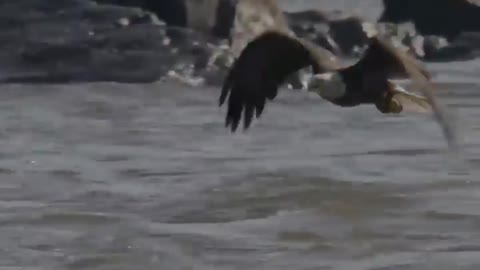 Can Bald Eagles float in water? Watch as this Bald Eagle fights heavy current and tries to pull