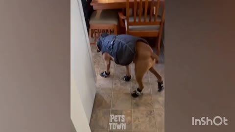 Este es el video de perros más divertido y torpe que jamás hayas visto - Intenta no reírte