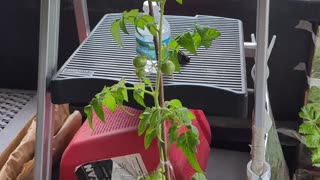 Cultiva tus propias plantas de tomate. Niños selectivos para comer - Comedor selectivo, picky eaters