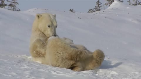 POLAR BEAR LOVE