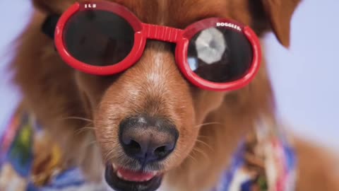 Dog with Red Sunglasses.
