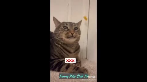 Funny Animal Videos 🤣 Funniest Cats and Dogs Videos 2024 😅 #123