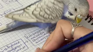 Jealous Parrot Won't Let Owner Do Homework