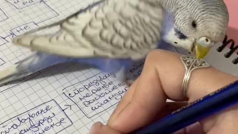 Jealous Parrot Won't Let Owner Do Homework