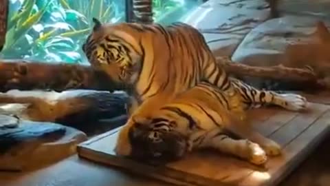 Funny Tiger | Funny Animals