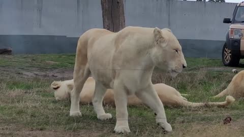 A roar from the male albino lion and .... (reaction of all females from the family)