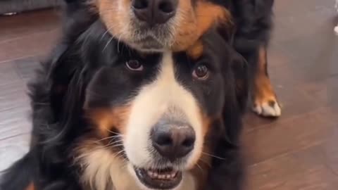 The Only Dog Video You Need to Watch