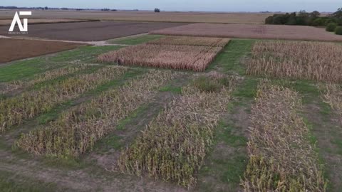 Climate Change Sparks Bug Crisis in Argentina's Corn | Amaravati Today