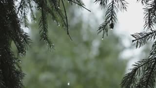 Rain Sounds 3 Hours - For Study, Relaxation and Sleep