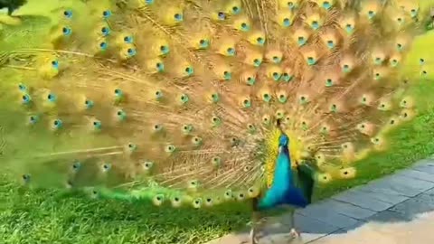 Various types of colorful dancing peacocks #shorts #viral #shortsvideo #video