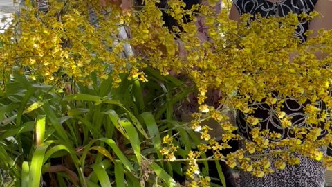 Beautiful yellow Dancing lady orchid