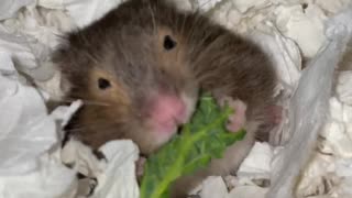 Elderly hamster enjoys cabbage