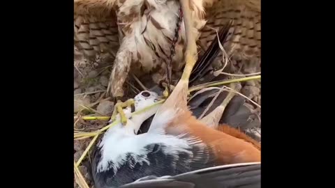 Birds fighting to win😅😅