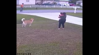 Hero Dog Spots Threat, Then Takes Down Aggressor
