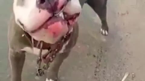 #pitbull_#dog_#danger_#shorts_#video(720p)