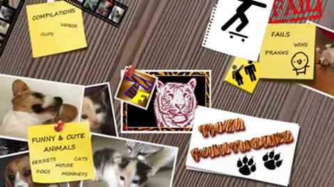 FUNNY CATS COMPILATION..... Laugh so hard it will make your head fall off