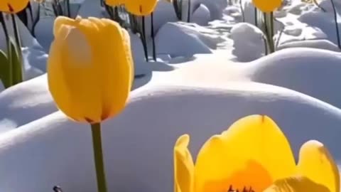 Amazing tulip
