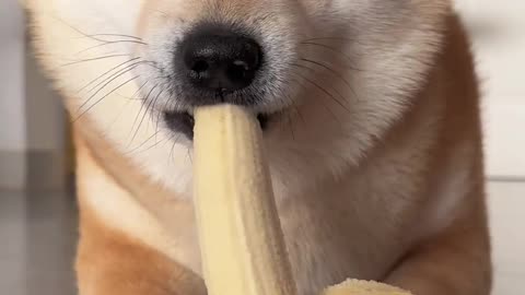 The puppy eats bananas