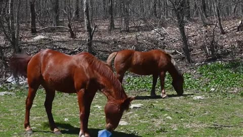 Animals - Horse couple grazing near spring forest