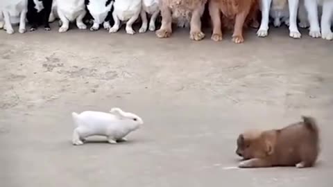 Dog 🐶 vs rabbit 🐰