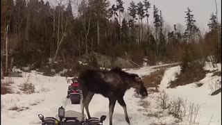 amazing moose attacks skier