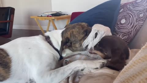 Big dog plays gently with little dog