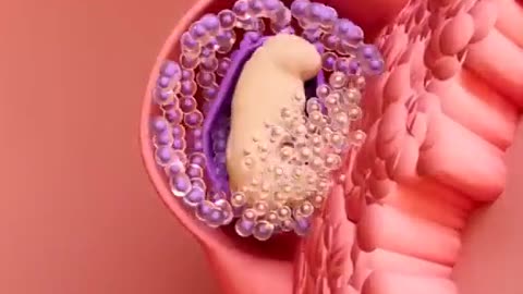 How baby grows from an embryo, in 30 sec