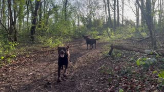 Chocolate Labrador Siblings