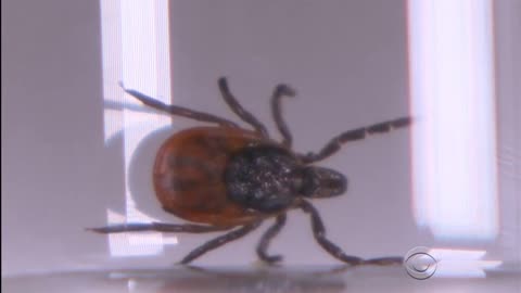 Tick Season 2024 Arrives middle of May to mid August