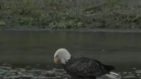 Watch as this Bald Eagle slowly and cautiously stalks a possible meal in the water.