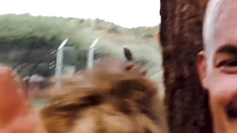 Lion sneaks up on human.
