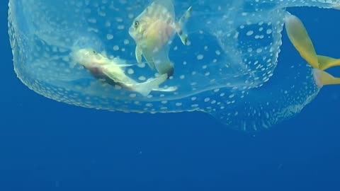 shelter boxjelly fish