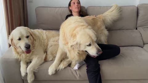 Golden Retrievers love Mom´s Attention