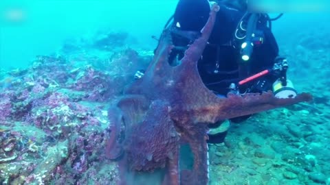 giant octopus attacks diver